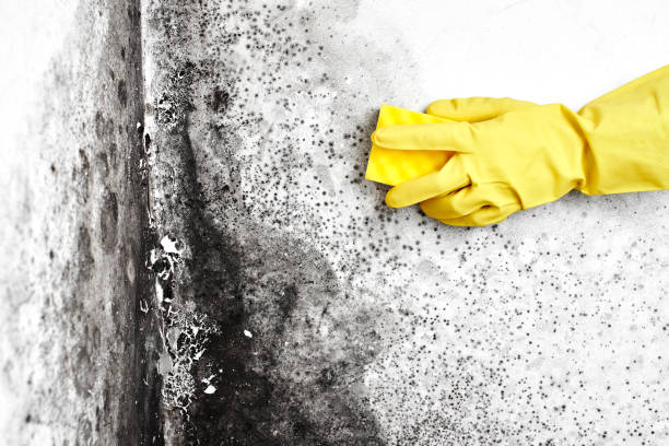 Best Mold Odor Removal Services  in Doraville, GA